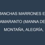 Manchas Marrones en Amaranto (Manna de montaña, Alegría, Mercado, Opopeo). Hojas con manchas marrones en Amaranto (Manna de montaña, Alegría, Mercado, Opopeo).