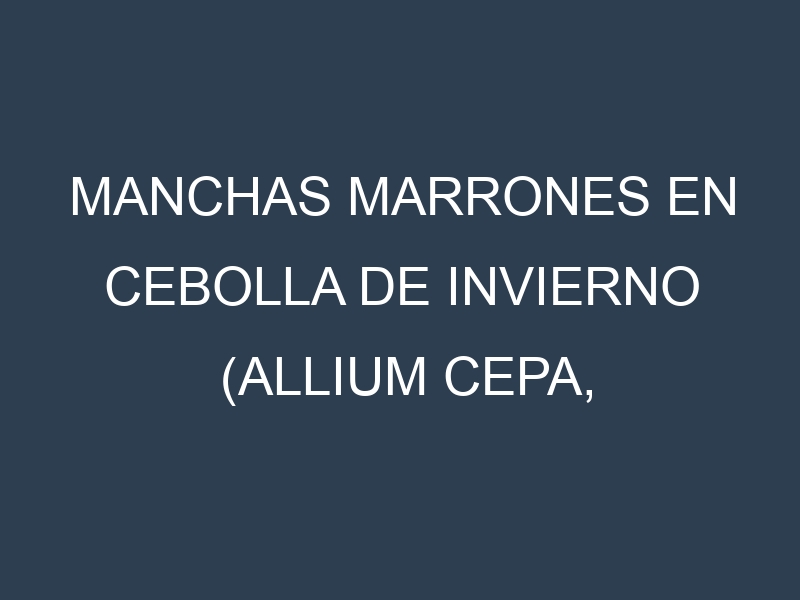 Manchas Marrones en Cebolla de invierno (Allium cepa, Cebolla de invierno común, Cebolla de invierno dulce). Hojas con manchas marrones en Cebolla de invierno (Allium cepa, Cebolla de invierno común, Cebolla de invierno dulce).