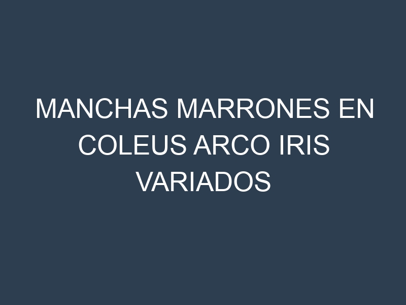 Manchas Marrones en Coleus Arco Iris Variados