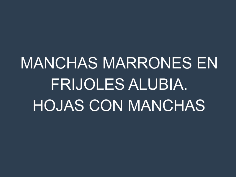 Manchas Marrones en Frijoles alubia. Hojas con manchas marrones en Frijoles alubia.