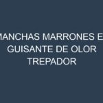 Manchas Marrones en Guisante De Olor Trepador