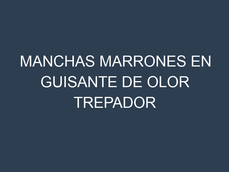 Manchas Marrones en Guisante De Olor Trepador