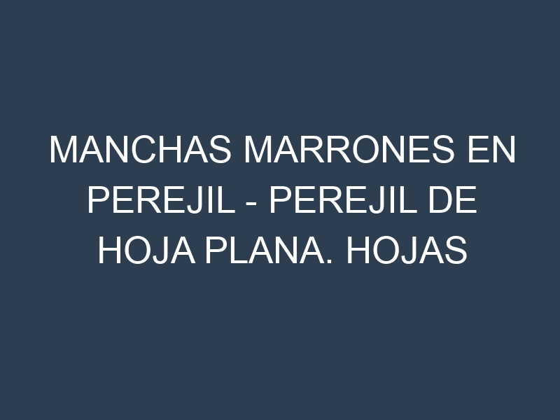Manchas Marrones en Perejil – Perejil de hoja plana. Hojas con manchas marrones en Perejil – Perejil de hoja plana.