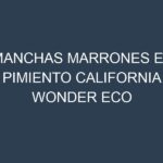 Manchas Marrones en Pimiento California Wonder Eco