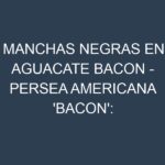 Manchas Negras en Aguacate Bacon – Persea americana ‘Bacon’: Causas, Efectos y Manejo