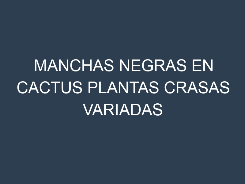Manchas Negras en Cactus Plantas Crasas Variadas