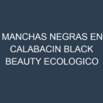 Manchas Negras en Calabacin Black Beauty Ecologico