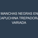 Manchas Negras en Capuchina Trepadora Variada