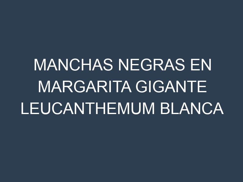 Manchas Negras en Margarita Gigante Leucanthemum Blanca