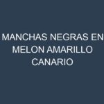 Manchas Negras en Melon Amarillo Canario