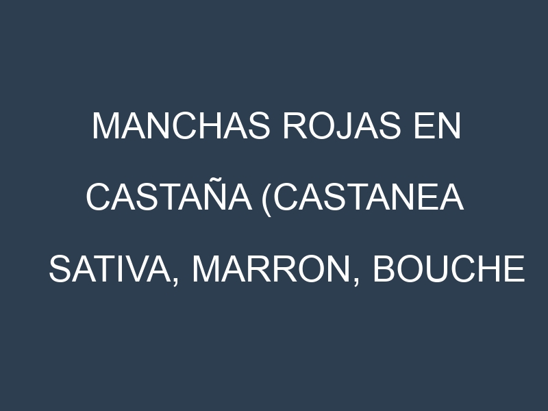 Manchas rojas en Castaña (Castanea sativa, Marron, Bouche de Betizac). Hojas con manchas rojas en Castaña (Castanea sativa, Marron, Bouche de Betizac).