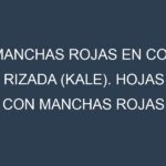 Manchas rojas en Col rizada (kale). Hojas con manchas rojas en Col rizada (kale).