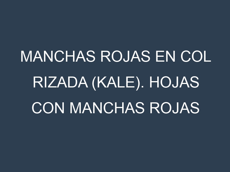 Manchas rojas en Col rizada (kale). Hojas con manchas rojas en Col rizada (kale).
