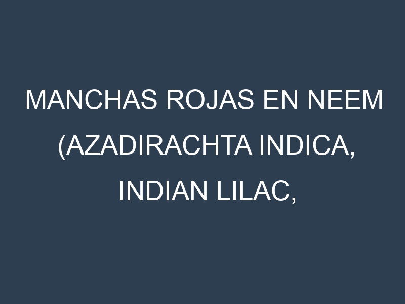 Manchas rojas en Neem (Azadirachta indica, Indian lilac, Nimtree). Hojas con manchas rojas en Neem (Azadirachta indica, Indian lilac, Nimtree).