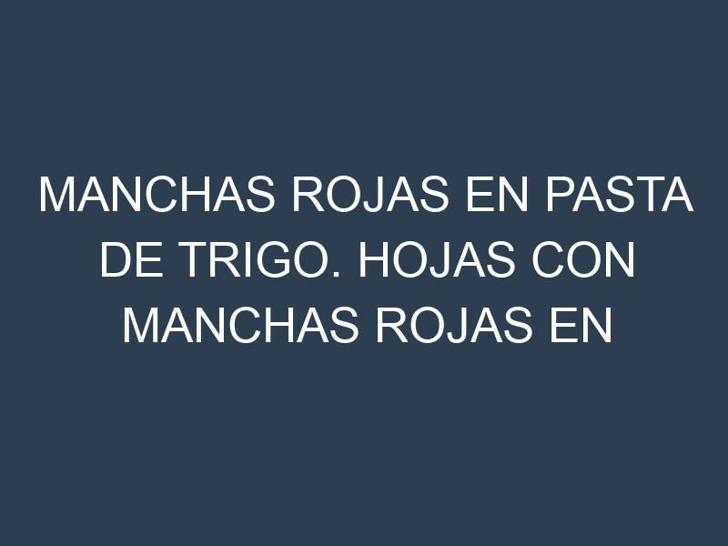 Manchas rojas en Pasta de trigo. Hojas con manchas rojas en Pasta de trigo.