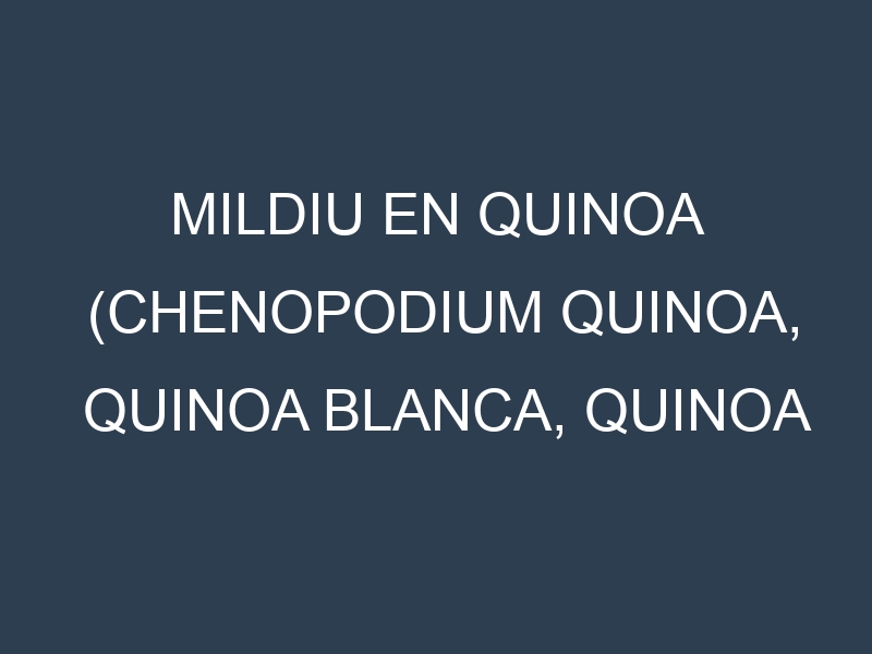 Mildiu en Quinoa (Chenopodium quinoa, Quinoa blanca, Quinoa roja): Causas, Síntomas y Estrategias de Control en Cultivos