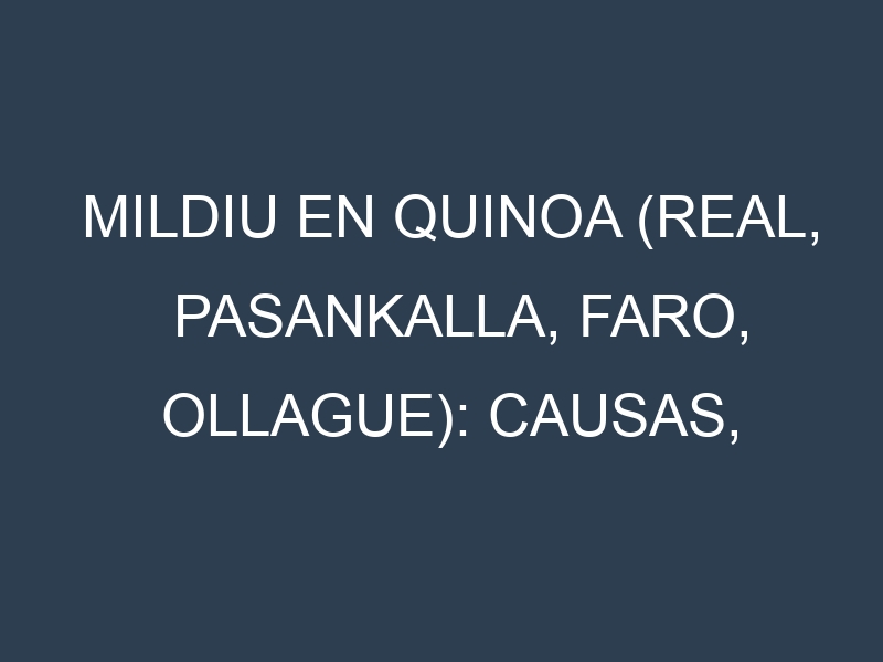 Mildiu en Quinoa (Real, Pasankalla, Faro, Ollague): Causas, Síntomas y Estrategias de Control en Cultivos