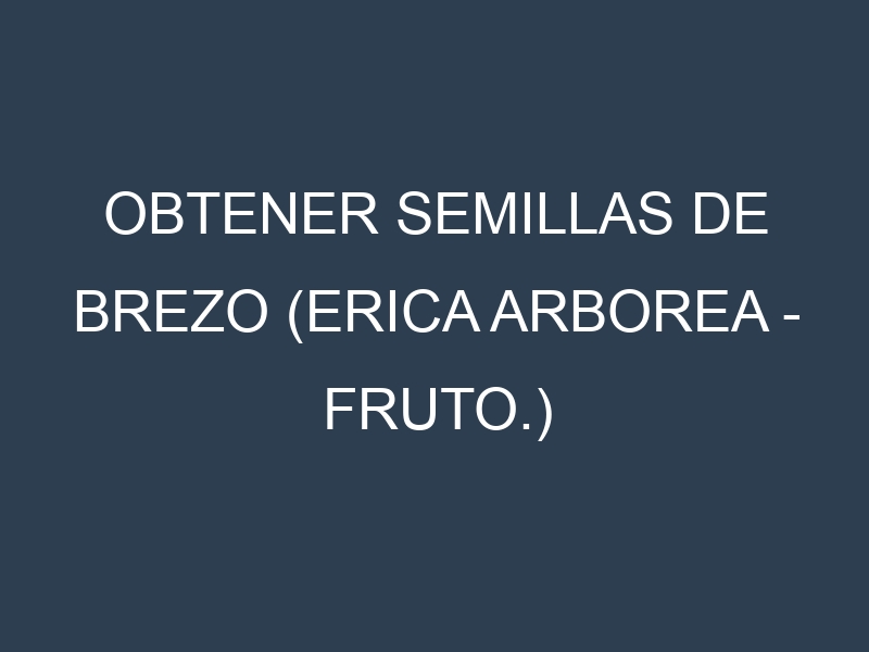 Obtener Semillas de Brezo (Erica arborea – fruto.)