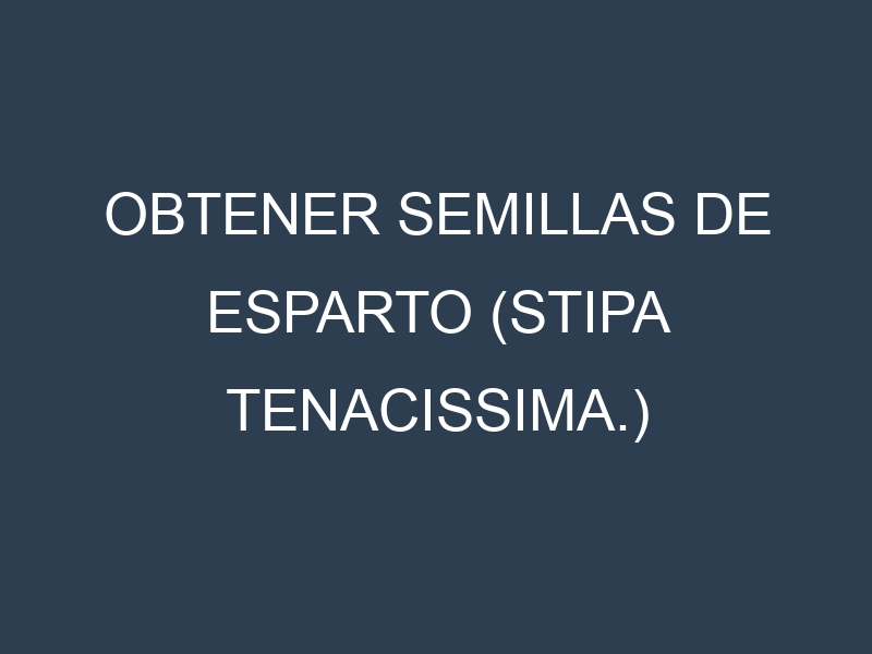 Obtener Semillas de Esparto (Stipa tenacissima.)