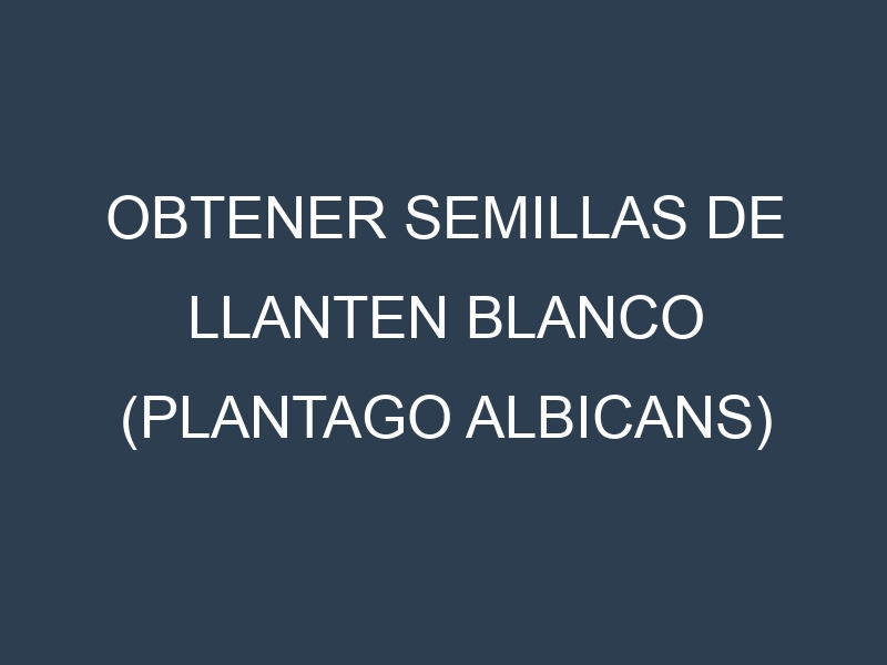 Obtener Semillas de Llanten Blanco (Plantago albicans)