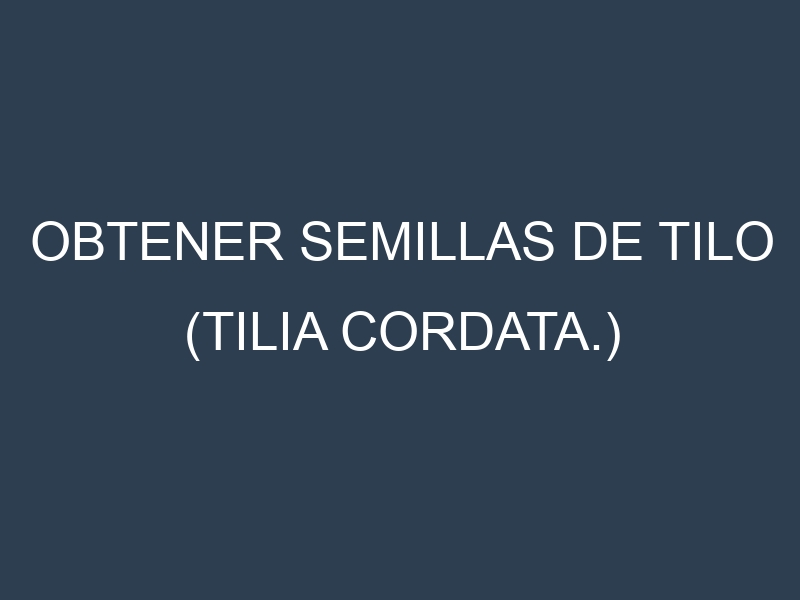 Obtener Semillas de Tilo (Tilia cordata.)