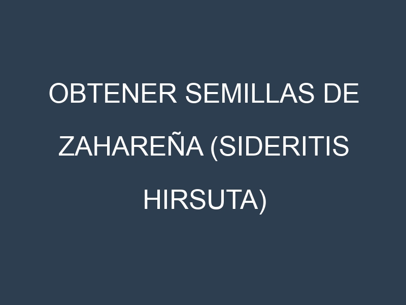 Obtener Semillas de Zahareña (Sideritis hirsuta)