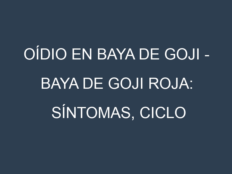 Oídio en Baya de goji – Baya de goji roja: síntomas, ciclo de vida y estrategias de control