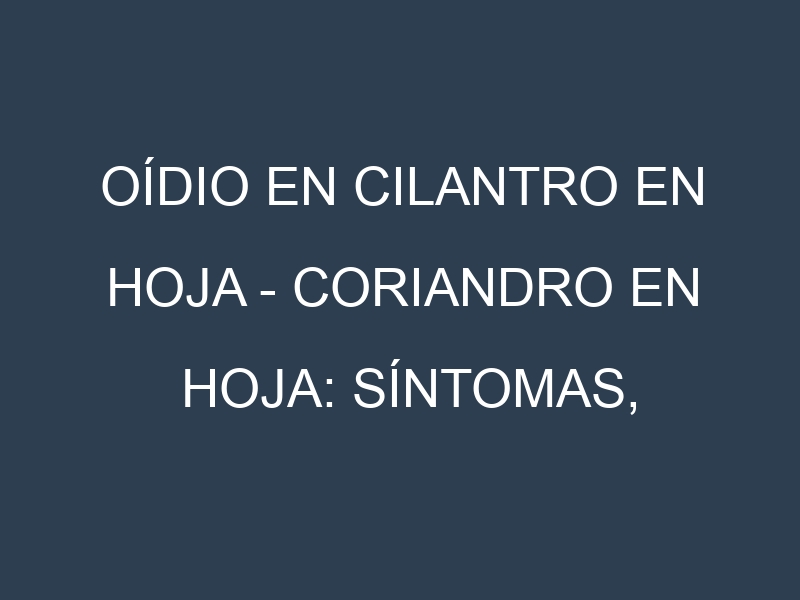 Oídio en Cilantro en hoja – Coriandro en hoja: síntomas, ciclo de vida y estrategias de control