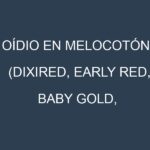 Oídio en Melocotón (Dixired, Early Red, Baby Gold, Redhaven): síntomas, ciclo de vida y estrategias de control