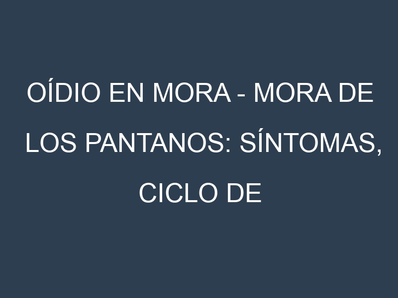 Oídio en Mora – Mora de los pantanos: síntomas, ciclo de vida y estrategias de control