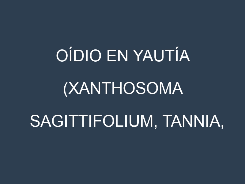 Oídio en Yautía (Xanthosoma sagittifolium, Tannia, Malanga, Cocoyam): síntomas, ciclo de vida y estrategias de control