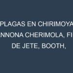 Plagas en Chirimoya (Annona cherimola, Fino de Jete, Booth, Campas). Control biológico y Manejo de plagas.