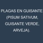 Plagas en Guisante (Pisum sativum, Guisante verde, Arveja). Control biológico y Manejo de plagas.