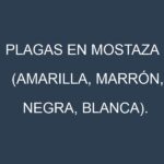 Plagas en Mostaza (Amarilla, Marrón, Negra, Blanca). Control biológico y Manejo de plagas.