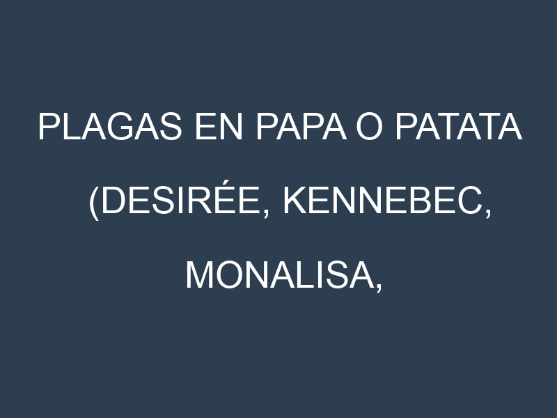 Plagas en Papa o patata (Desirée, Kennebec, Monalisa, Agria). Control biológico y Manejo de plagas.