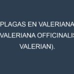 Plagas en Valeriana (Valeriana officinalis, Valerian). Control biológico y Manejo de plagas.