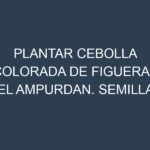 Plantar Cebolla Colorada De Figueras Sel Ampurdan. Semillas para Cebolla Colorada De Figueras Sel Ampurdan. Enfermedades Cebolla Colorada De Figueras Sel Ampurdan.