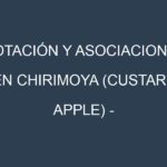Rotación y Asociaciones en Chirimoya (custard apple) – Annona cherimola. Estrategias de rotación y Beneficios de las asociaciones de cultivos.
