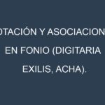 Rotación y Asociaciones en Fonio (Digitaria exilis, acha). Estrategias de rotación y Beneficios de las asociaciones de cultivos.