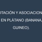 Rotación y Asociaciones en Plátano (Banana, guineo). Estrategias de rotación y Beneficios de las asociaciones de cultivos.