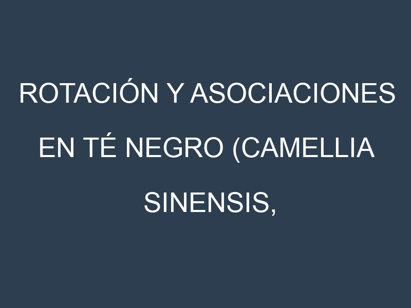 Rotación y Asociaciones en Té negro (Camellia sinensis, black tea). Estrategias de rotación y Beneficios de las asociaciones de cultivos.