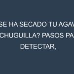 ¿Se ha secado tu Agave lechuguilla? Pasos para Detectar, Corregir y Prevenir.