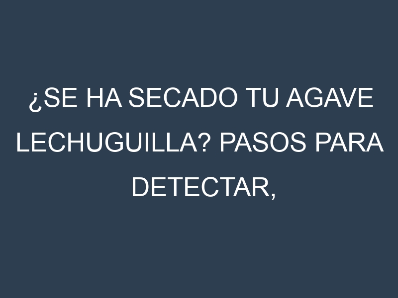¿Se ha secado tu Agave lechuguilla? Pasos para Detectar, Corregir y Prevenir.
