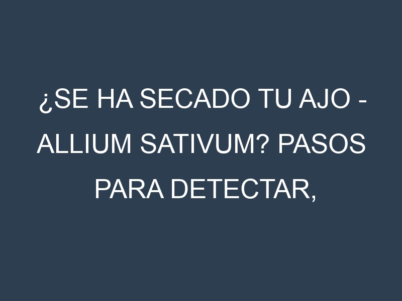 ¿Se ha secado tu Ajo – Allium sativum? Pasos para Detectar, Corregir y Prevenir.
