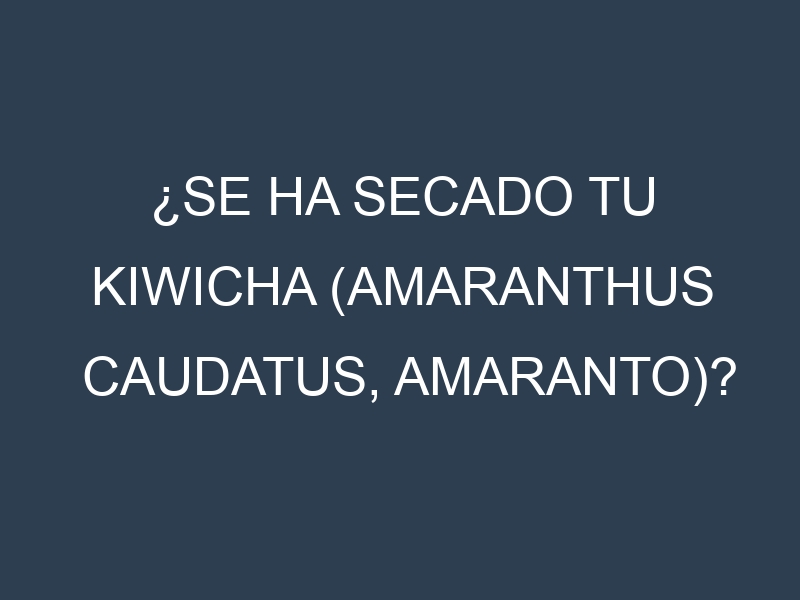 ¿Se ha secado tu Kiwicha (Amaranthus caudatus, amaranto)? Pasos para Detectar, Corregir y Prevenir.