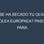 ¿Se ha secado tu Olivo – Olea europaea? Pasos para Detectar, Corregir y Prevenir.