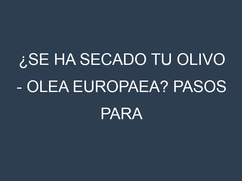 ¿Se ha secado tu Olivo – Olea europaea? Pasos para Detectar, Corregir y Prevenir.