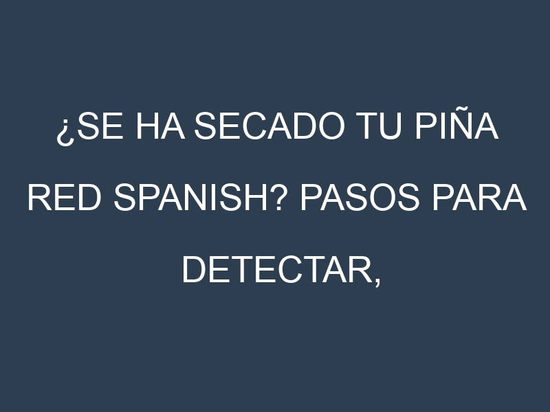 ¿Se ha secado tu Piña Red Spanish? Pasos para Detectar, Corregir y Prevenir.