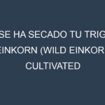 ¿Se ha secado tu Trigo einkorn (Wild Einkorn, Cultivated Einkorn, Farro Piccolo, Ancient Grain, Petit Épeautre)? Pasos para Detectar, Corregir y Prevenir.