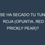 ¿Se ha secado tu Tuna roja (Opuntia, red prickly pear)? Pasos para Detectar, Corregir y Prevenir.